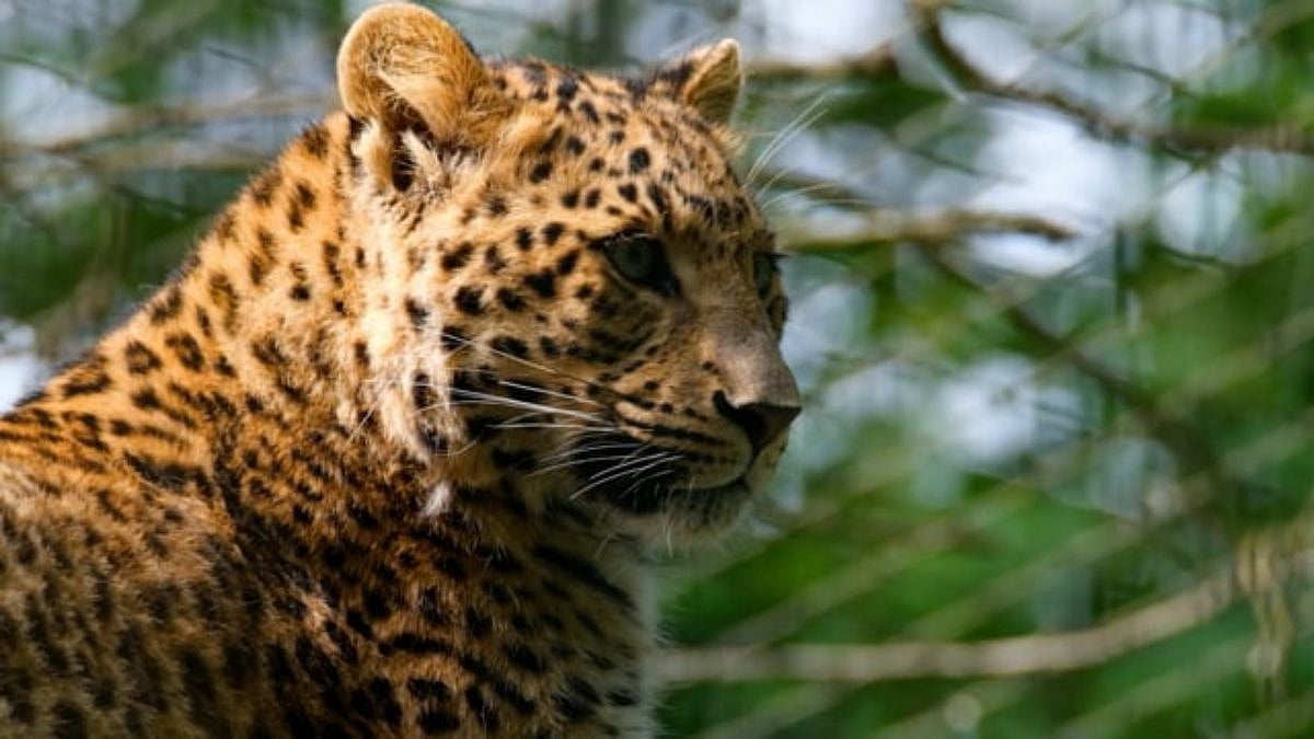 Gujarat: Leopard census underway in Dang district after eight years (WATCH) - Vimarsana News