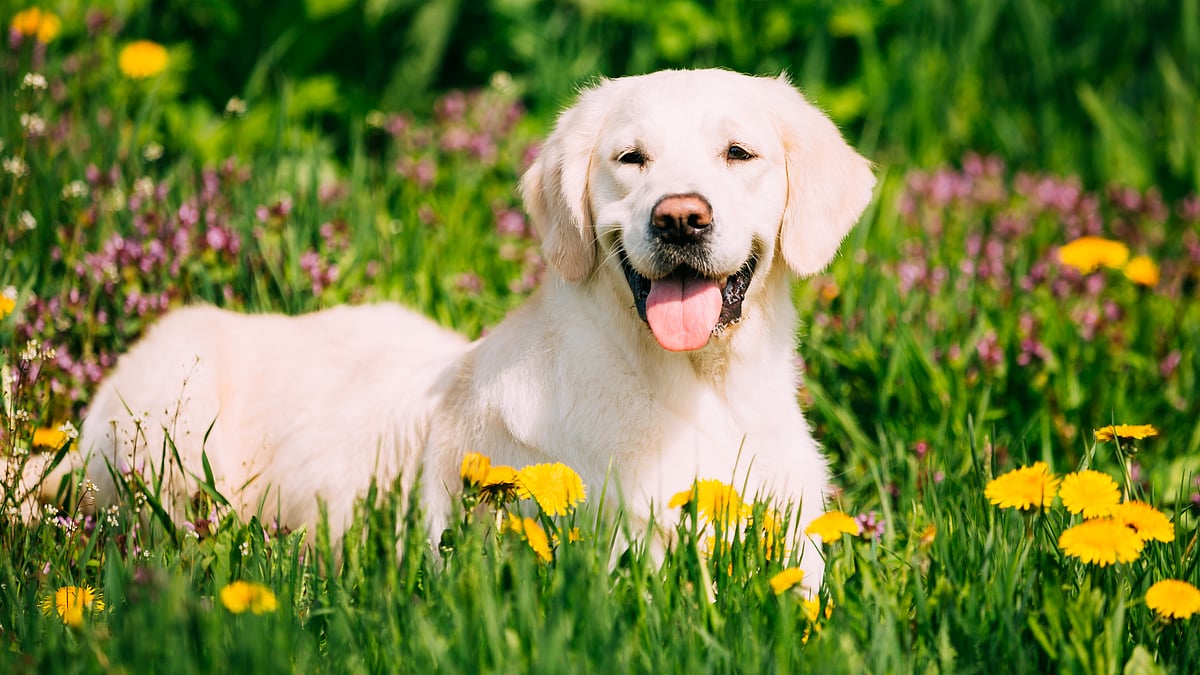 Is your dog intelligent? Here is the list of 6 Smartest Dog Breeds - Vimarsana News