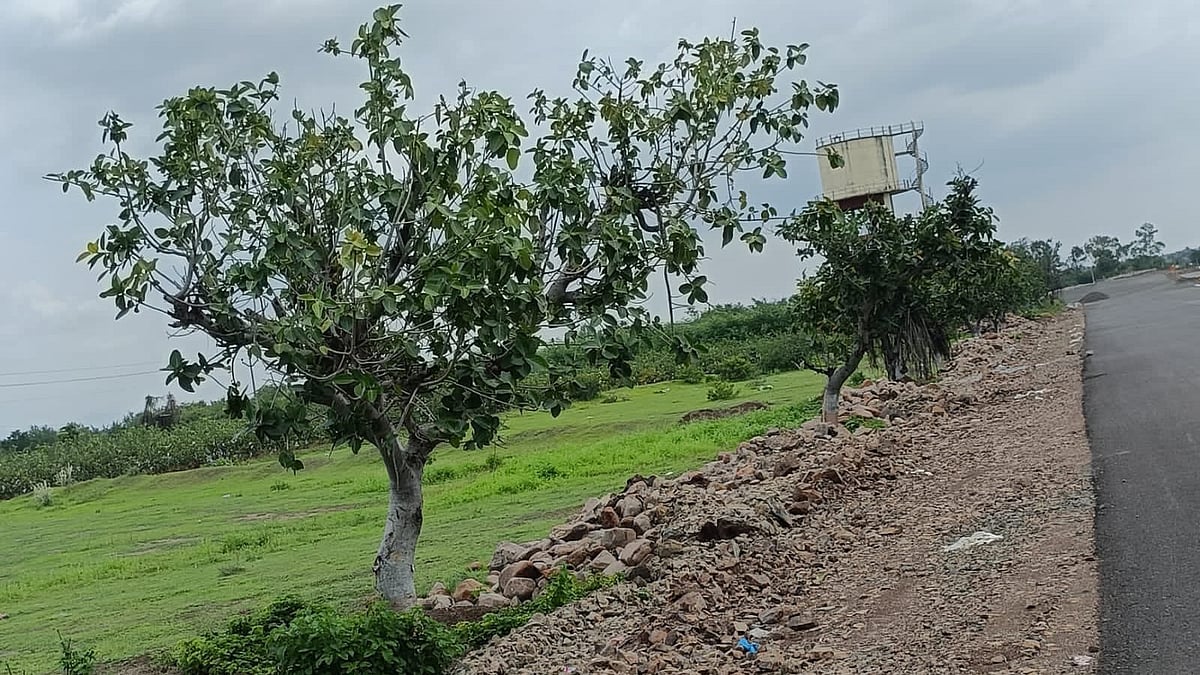 Maharashtra: 85% transplanted trees along NH965G survived, says Nitin Gadkari - Vimarsana News