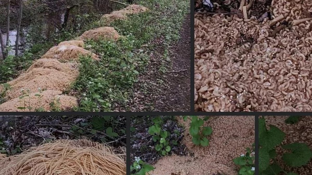 Over 200 kg of pasta found dumped in New Jersey woods, see pictures of