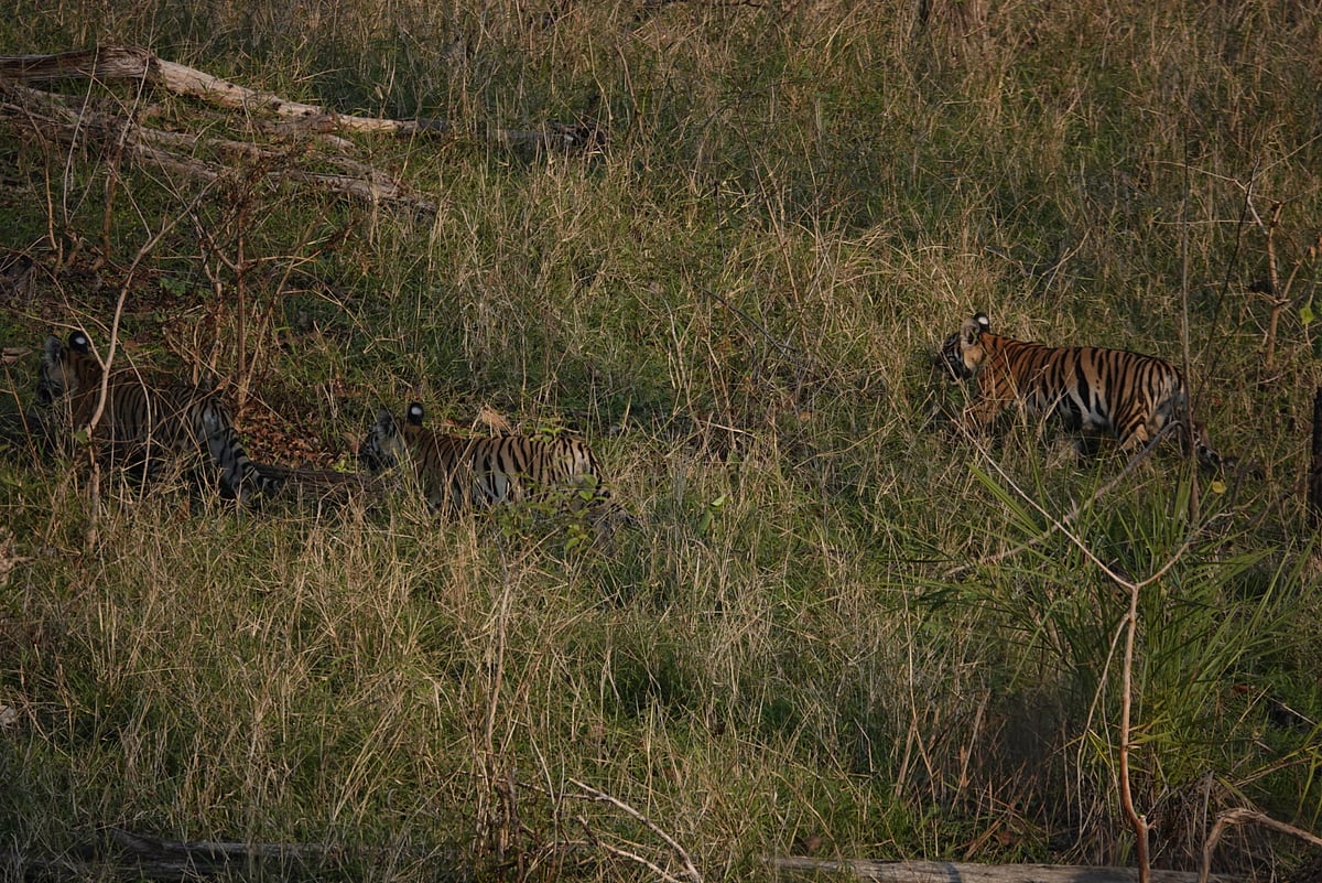 Bhopal: Two tigresses spotted with cubs in Pench Tiger Reserve - Vimarsana News