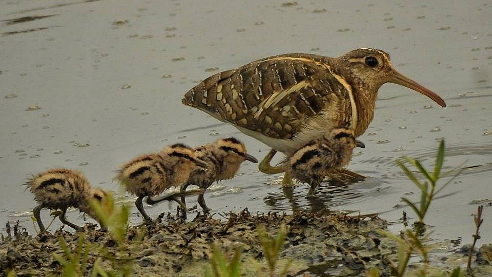 Navi Mumbai: Amid Panvel lake beautification project, 5 painted snipes disappear; CM orders probe - Vimarsana News