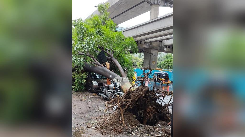 Mira Bhayandar: Tree Fall Wrecks Car in Mira Road - Vimarsana News