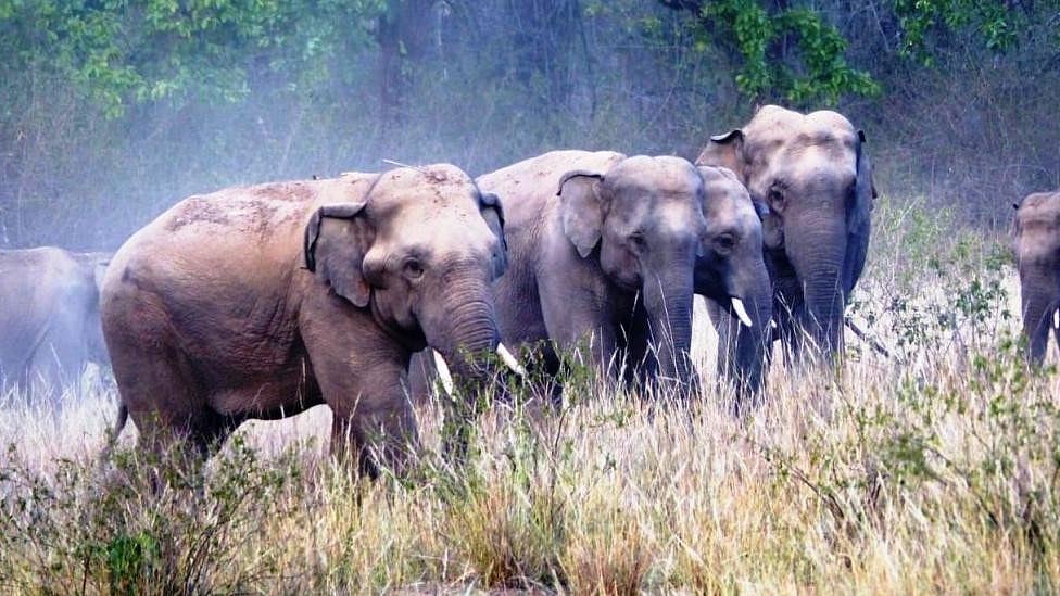 Chhattisgrah Forest Dept Develops AI App To Minimize Human-Elephant Conflicts - Vimarsana News