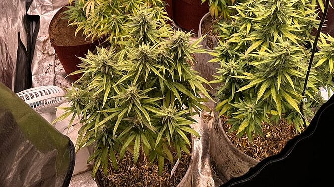 Karnataka: 3 Including A Medical Student Held For 'In-House' Cultivation And Selling Of Ganja In Shivamogga - Vimarsana News