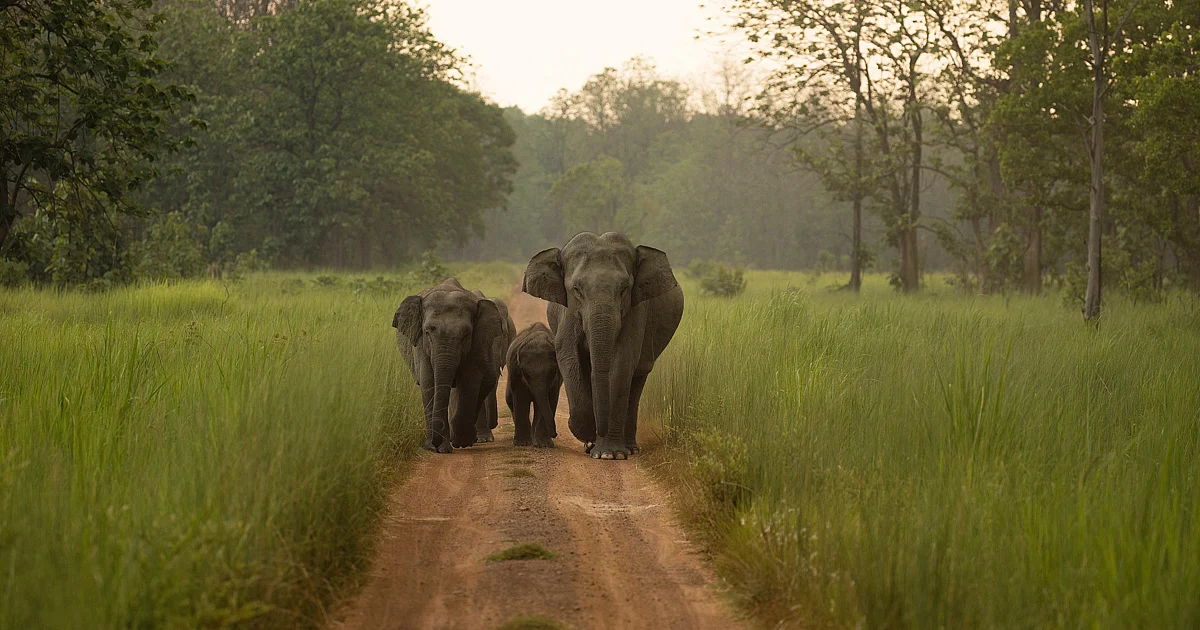 World Environment Day 2023: Wildlife in camera by Nature inFocus