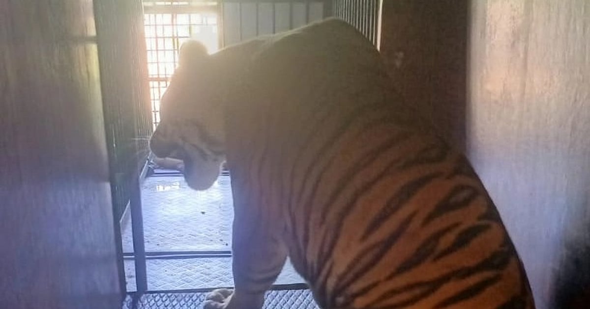 Bhopal: Ailing Tigress From Panna Brought To Van Vihar For Treatment - Vimarsana News