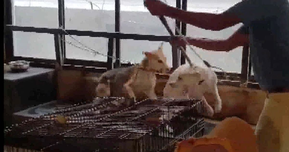 14 Street Dogs In 'Miserable Condition' Rescued From South Delhi's Greater Kailash Home, Pictures Surface - Vimarsana News