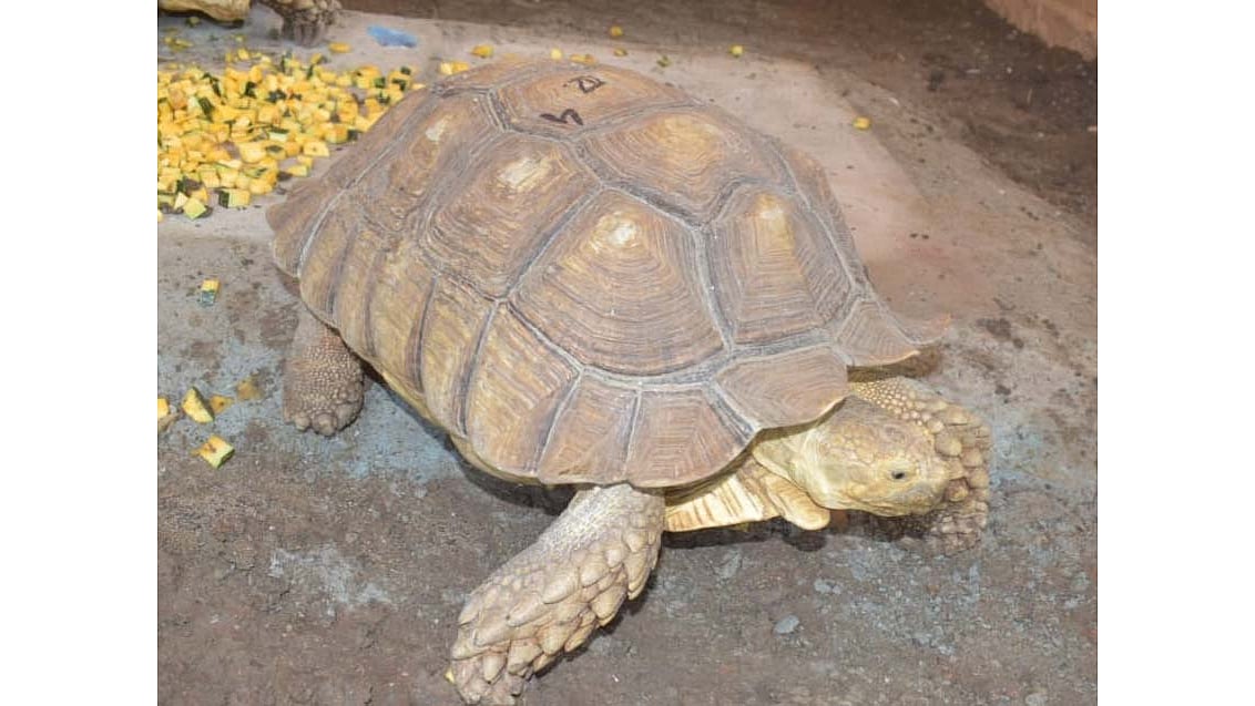 Bhopal: You Can Now View Rare Sulcata Tortoises At Van Vihar - Vimarsana News