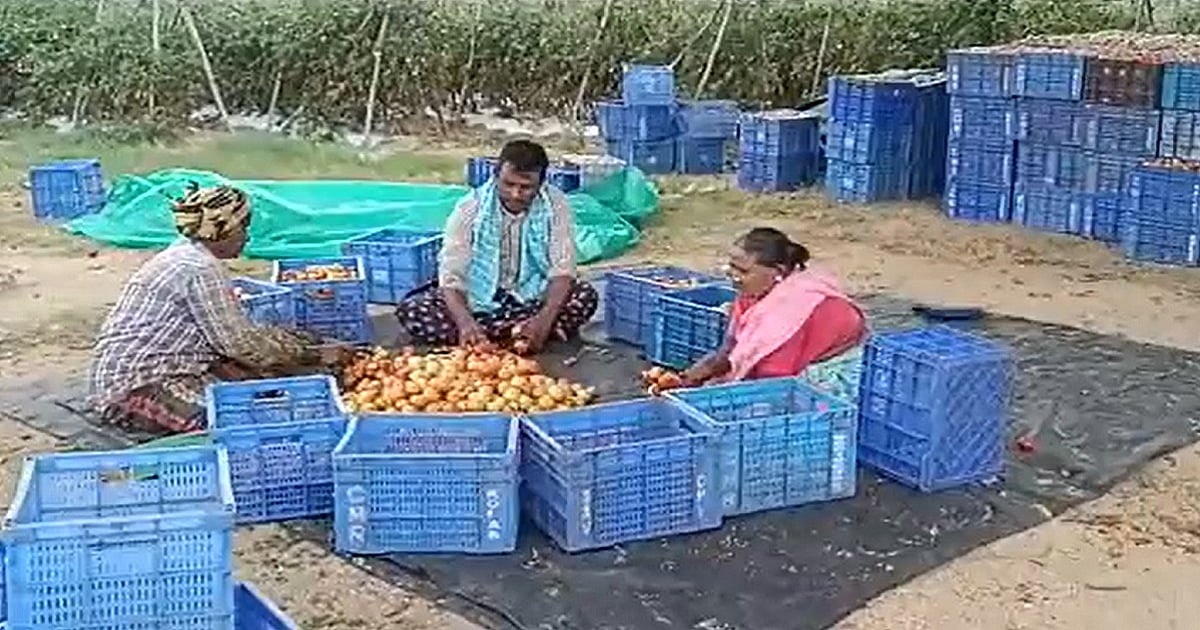 WATCH: Farmer Earns Whopping ₹4 Crore In Just 45 Days By Selling Tomatoes In AP's Chittoor