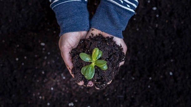 Indore: Over 20K Saplings Planted Under Hariyali Mahotsav - Vimarsana News