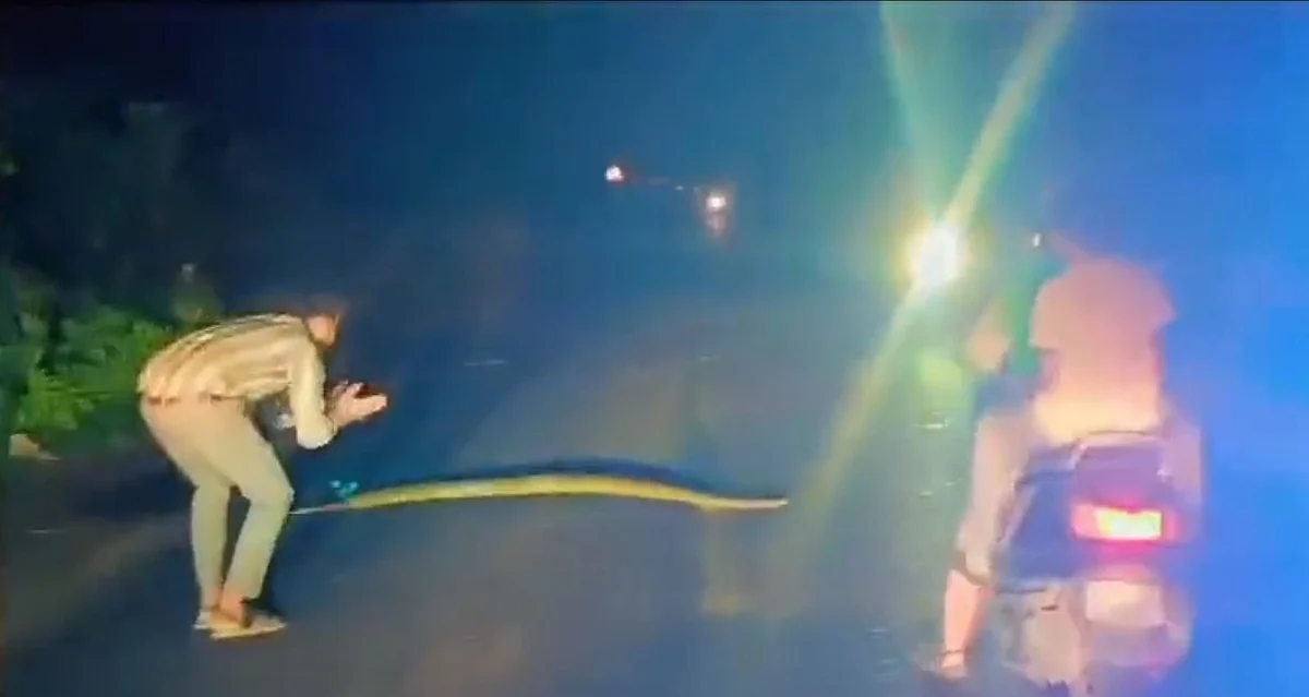 MP Viral Video: Youth Helps 10 Ft Python Cross Road After Stopping ...