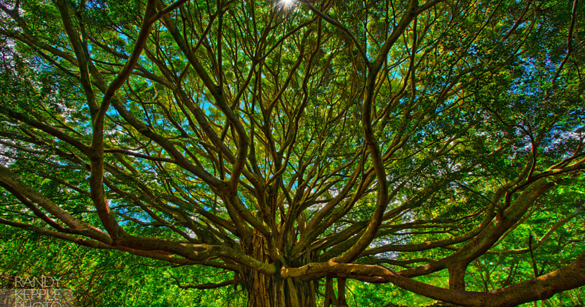 5 Oldest And Biggest Trees In India With Their Interesting Significance 5 Oldest And Biggest Trees In India With Their Interesting Significance