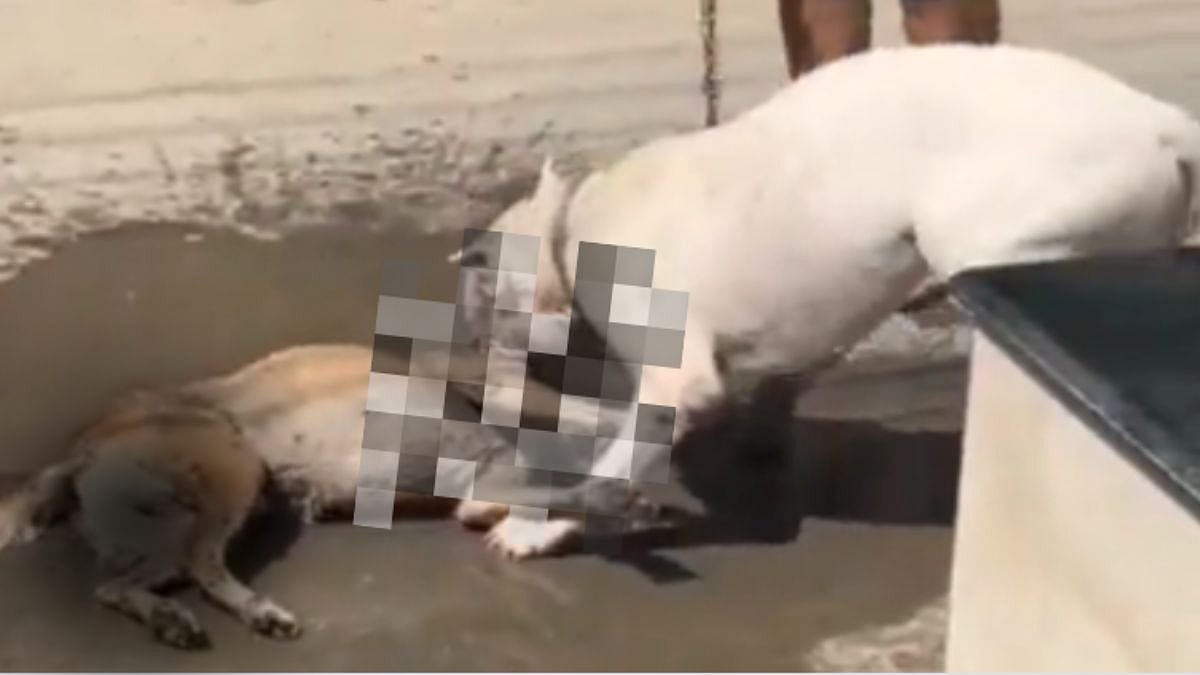 Unleashed Pet Pit Bull Brutally Attacks Stray Dog In Noida's Sector 53, Owner Fails To Free It