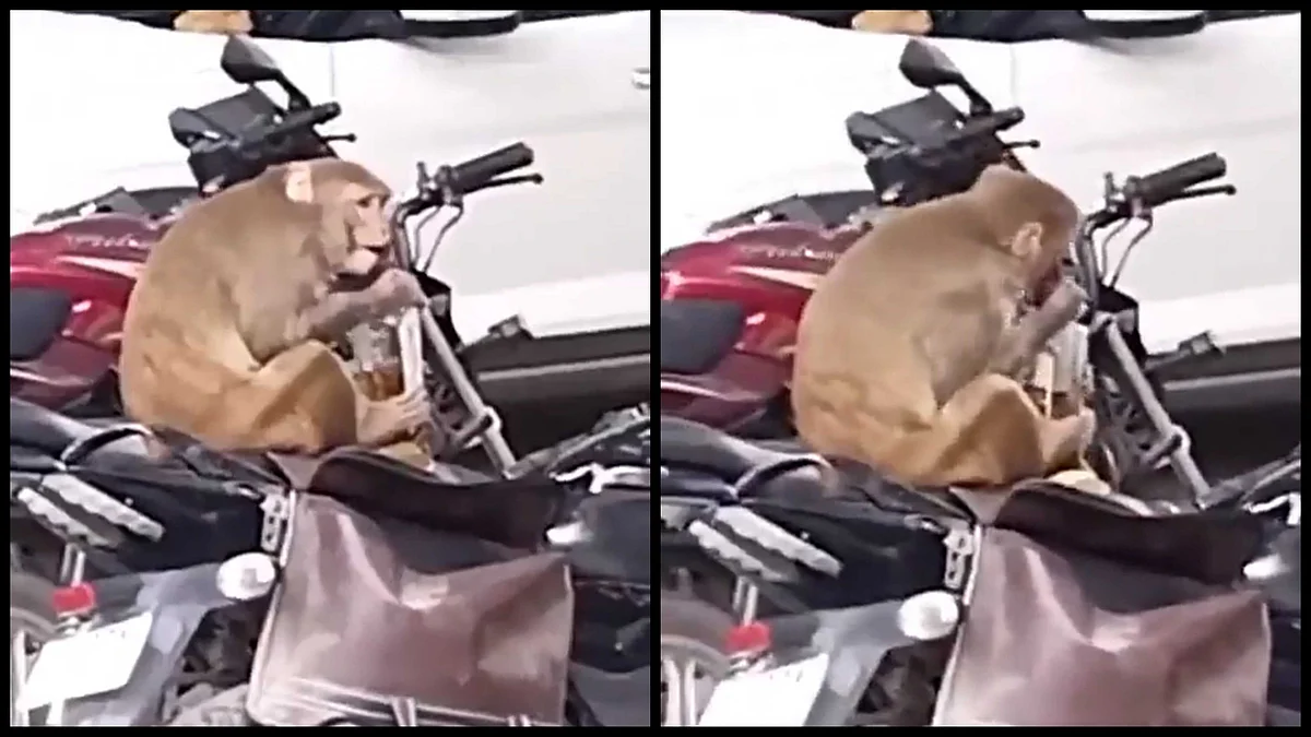 Monkey Steals Liquor Bottle From Bike Near Kanpur Police Commissioner’s ...