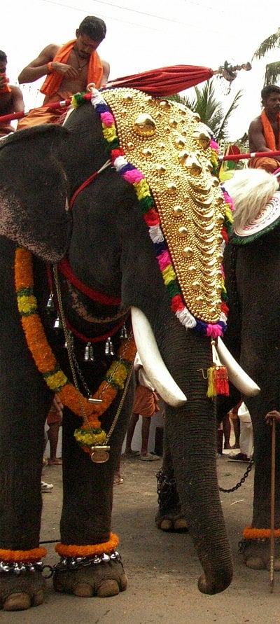 The Tusk That Did The Damage