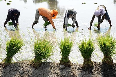No more manual records; Attendance through App mandatory for MGNREGS workers - Vimarsana News