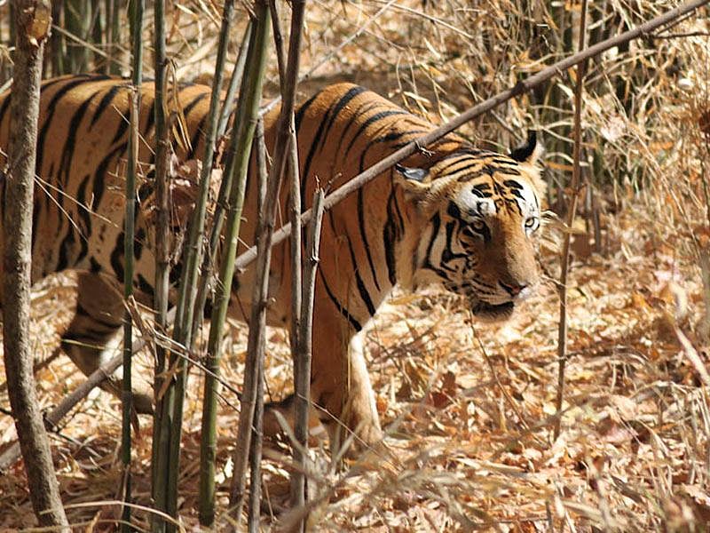 Bhopal: Proposal to set up sancturay in Bhopal, Sehore forest areas sent to government - Vimarsana News