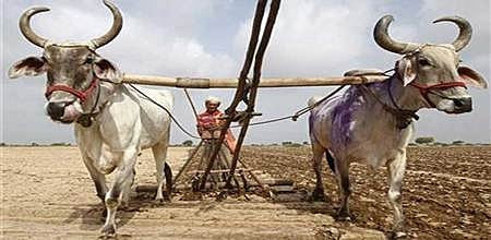 Bhopal Bumper production bane of farmers