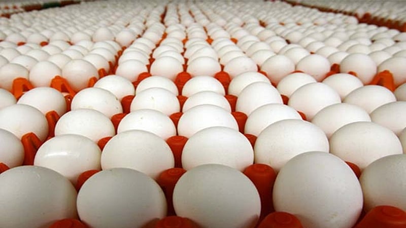 Maharashtra Govt sets up state-level coordination committee to address problems of poultry sector - Vimarsana News