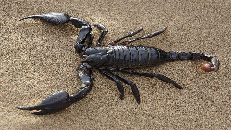 Oops, Scorpions in suitcase! Woman shocked to find 18 creatures in holiday luggage, may send them back to Croatia - Vimarsana News