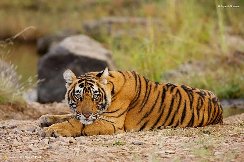 Ranthambhore