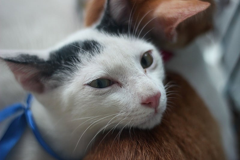 Adoptathon Day Two 62 Jpg