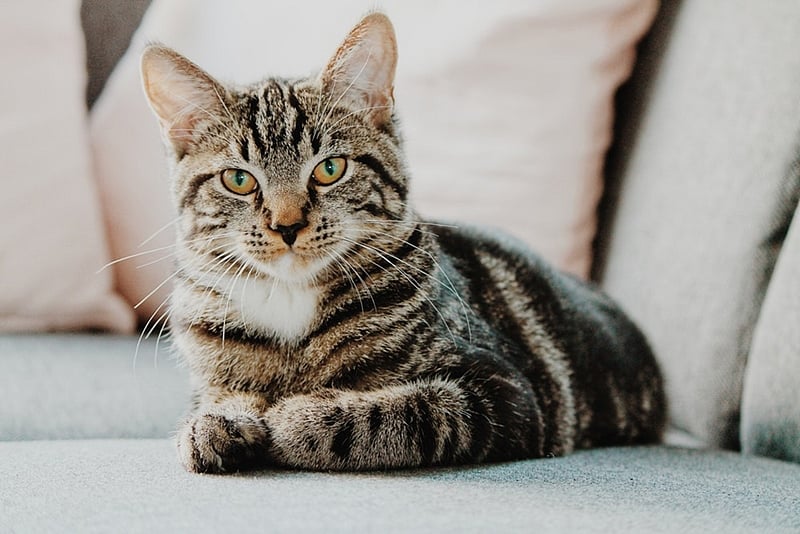London: At 26, Flossie is world's oldest living cat - Vimarsana News