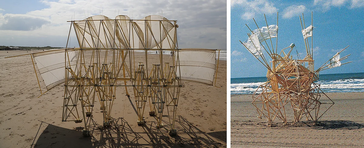 (L) Animaris Ordis (2006), (R) Animaris Sabulosa (1994)