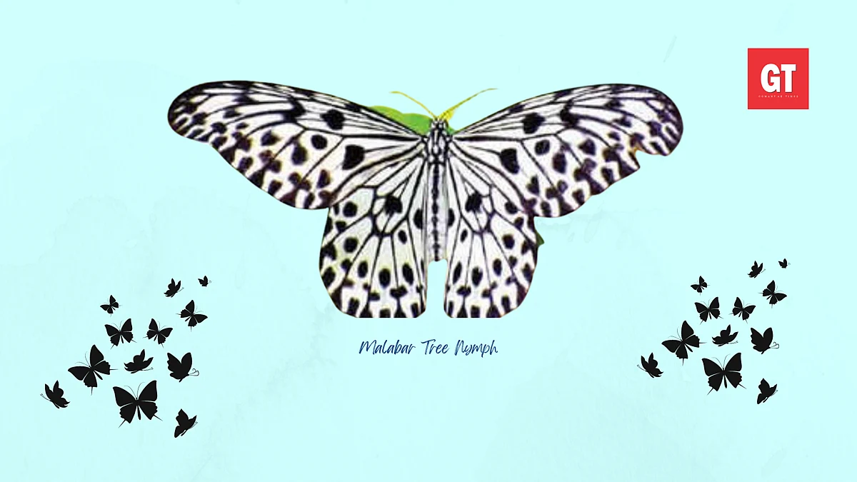 'Malabar Tree Nymph' is Goa's state butterfly