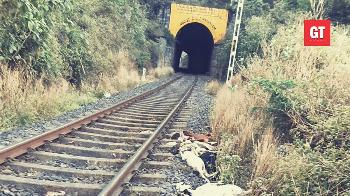 42 goats run over by train in Canacona