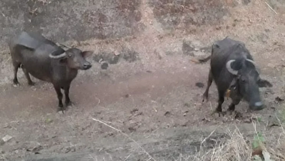 Safe release of buffaloes trapped in Bicholim canal for a week