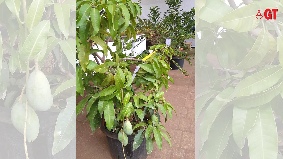 Who says potted plants don't fruit? A mango graft in a pot at the Konkan Fruit Fest 2022