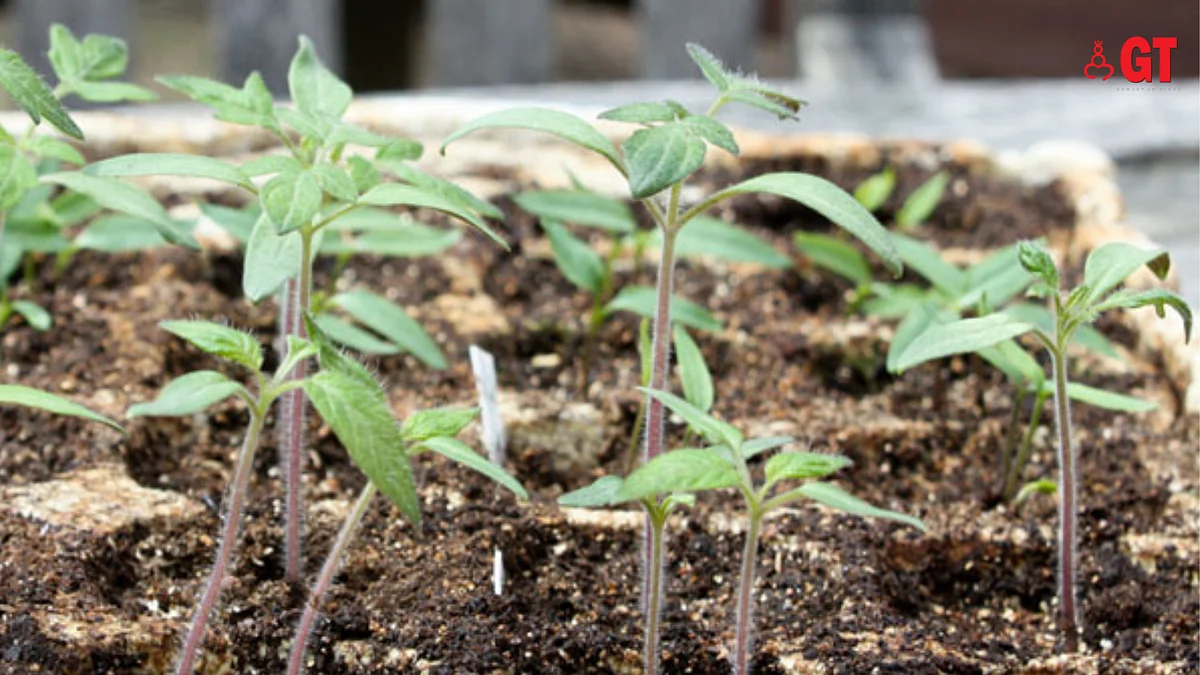 Pick up garden essentials at a kitchen gardeners’ market