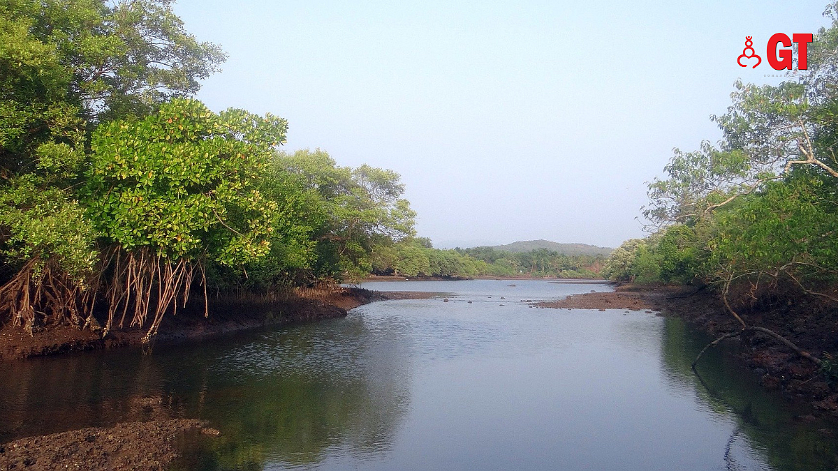 Mangroves in Goa