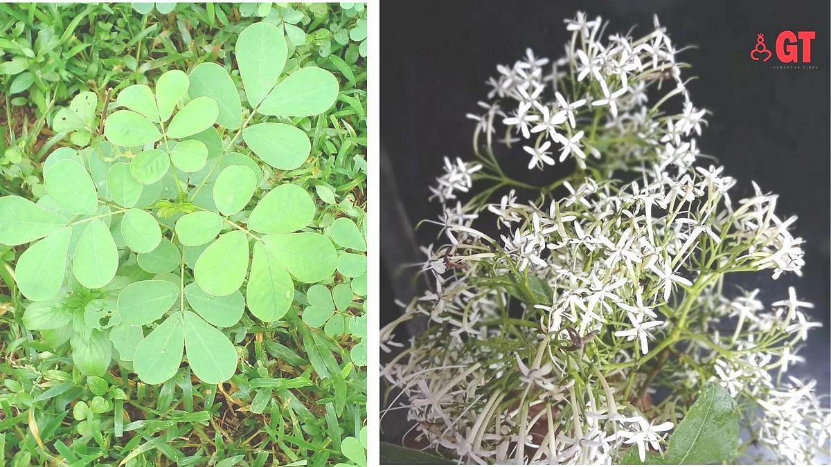 'Taikilo' plant (left) and 'Churchurechi fula' or Indian Pavetta flowers (right) grow wild during the monsoons