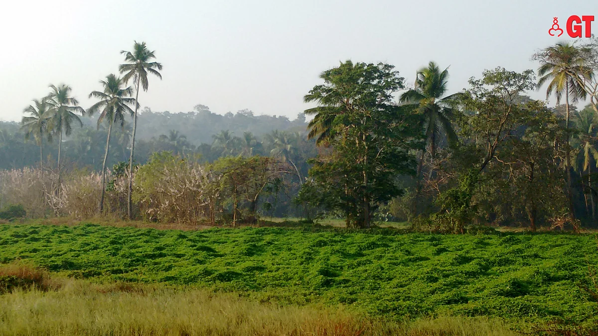 The Comunidade of Navelim gave the land to Sesa Goa so it could benefit the villagers.