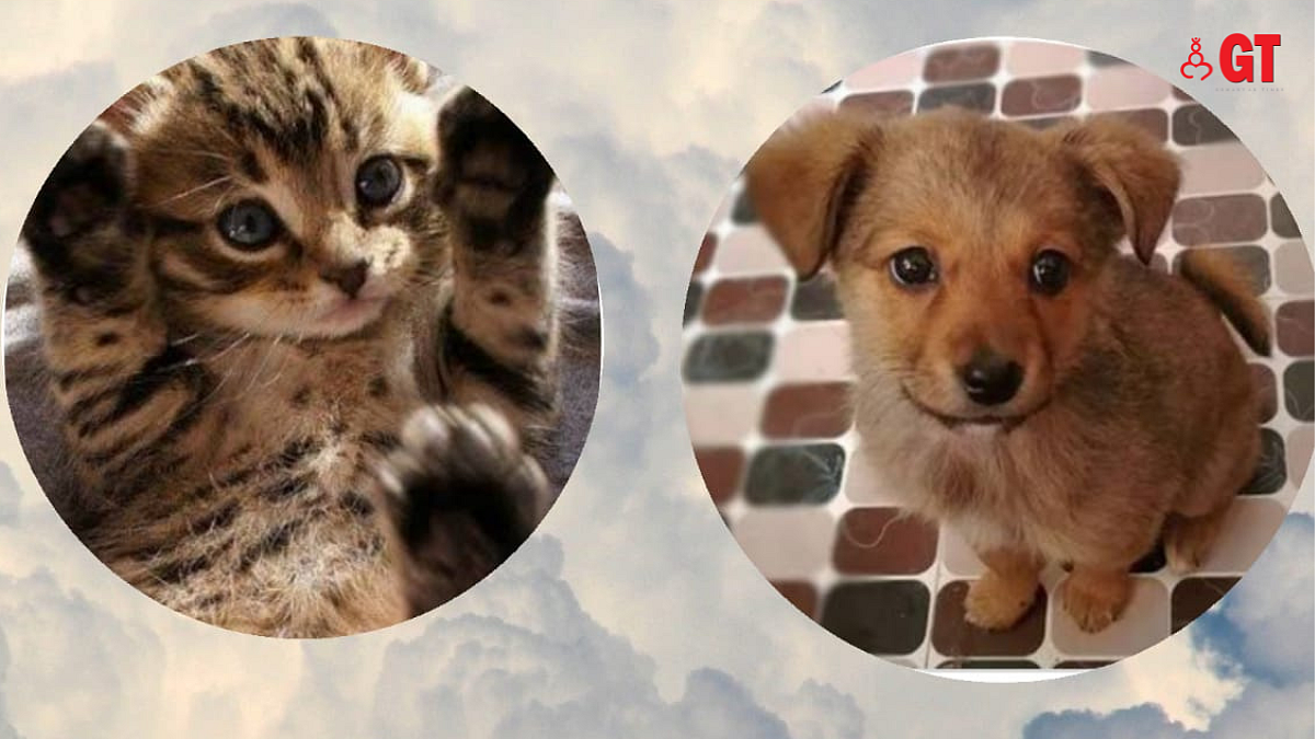 These little ones need a loving heart and a warm home to take them in.