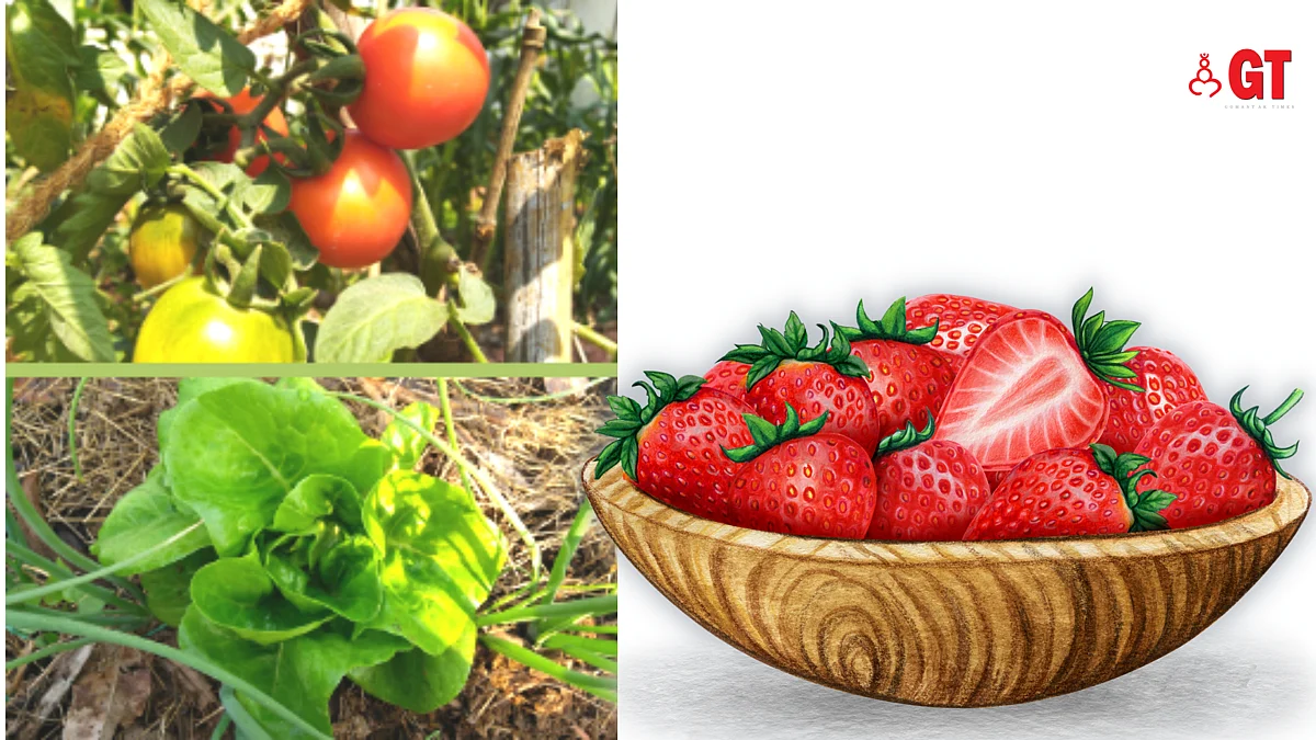 Learn to grow winter veggies with Green Essentials in Socorro