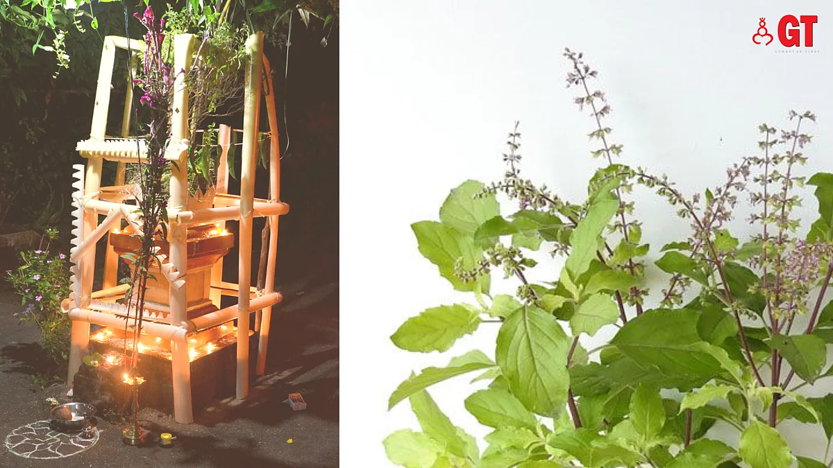 The 'tulsi vrindavan' (left) and 'tulsi' plant (right) is the focal point of the ‘Tulsi Lagna’ festival
