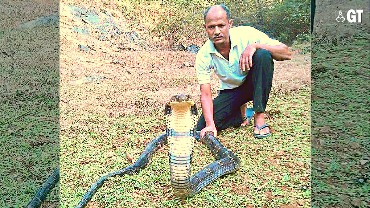 Pradeep Gawandalkar tames a king cobra.