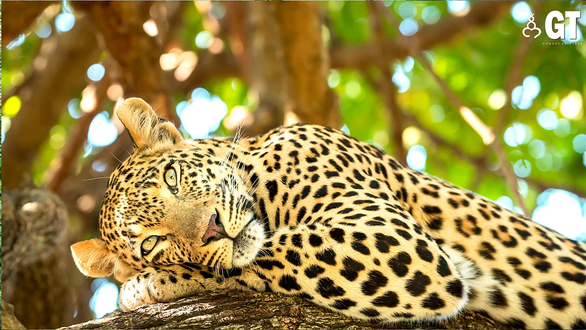 A leopard died after getting trapped in a snare which was placed to catch wild boar in Morpirla.