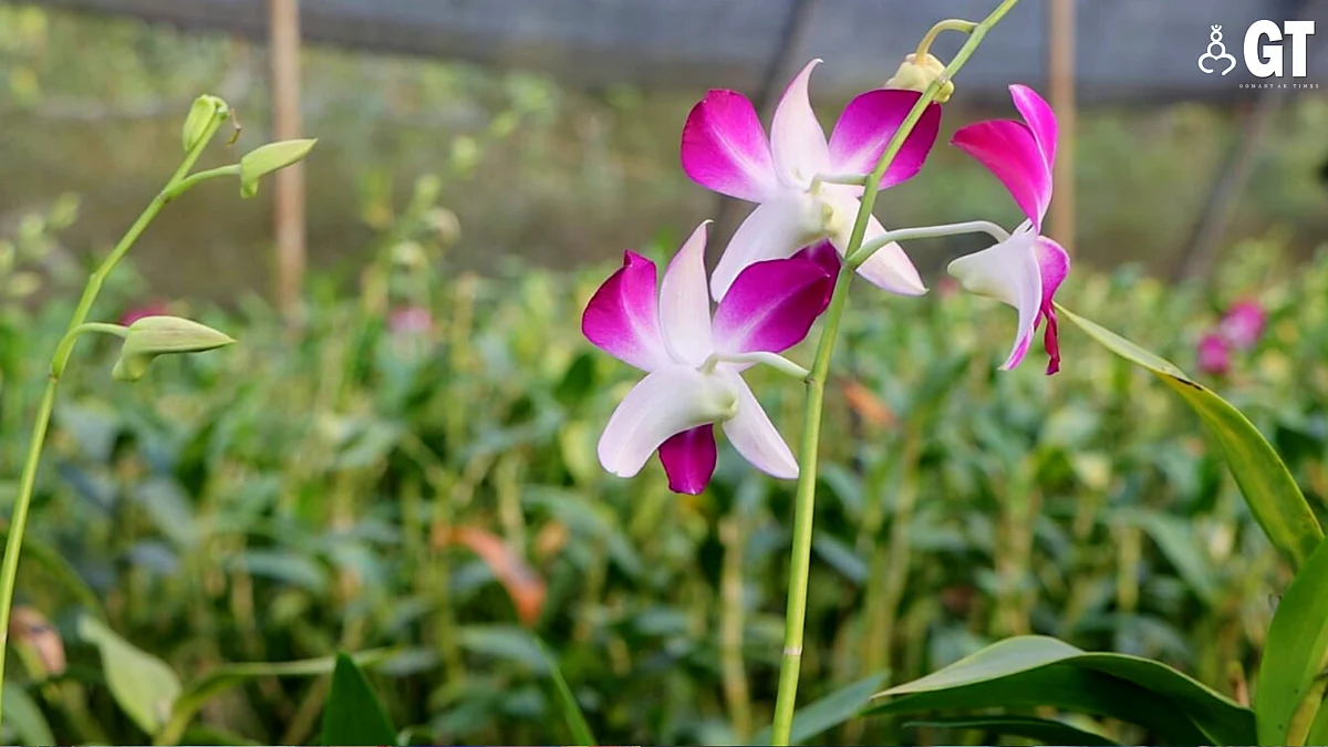 Orchids are in huge demand due to their beauty and exotic nature.