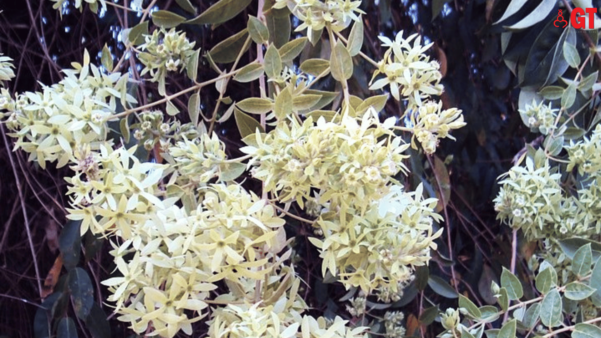 Getonia floribunda (locally called 'Uski' or 'Ukshi') is known to enrich the soil around its roots