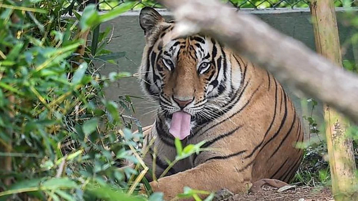 Negligence of forest dept has led to death of 4 tigers