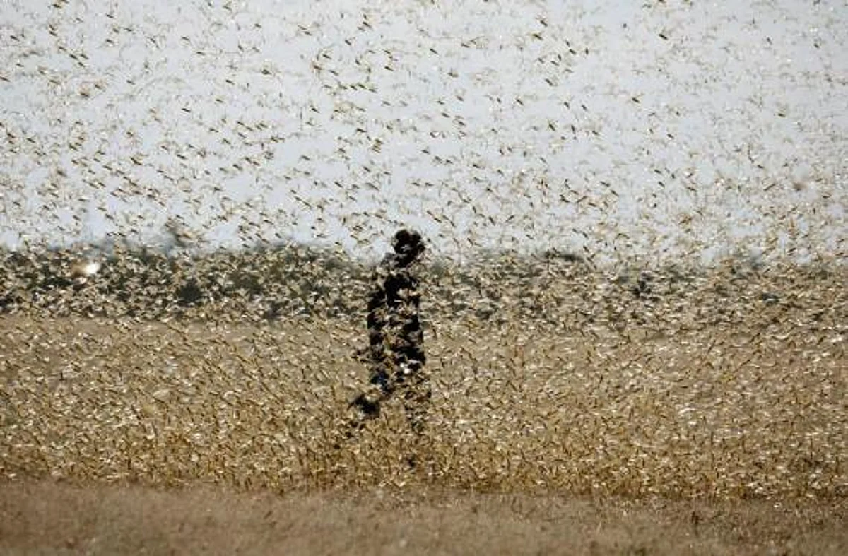 Locusts not hit rabi crops; efforts on to prevent spread before monsoon to save kharif crops