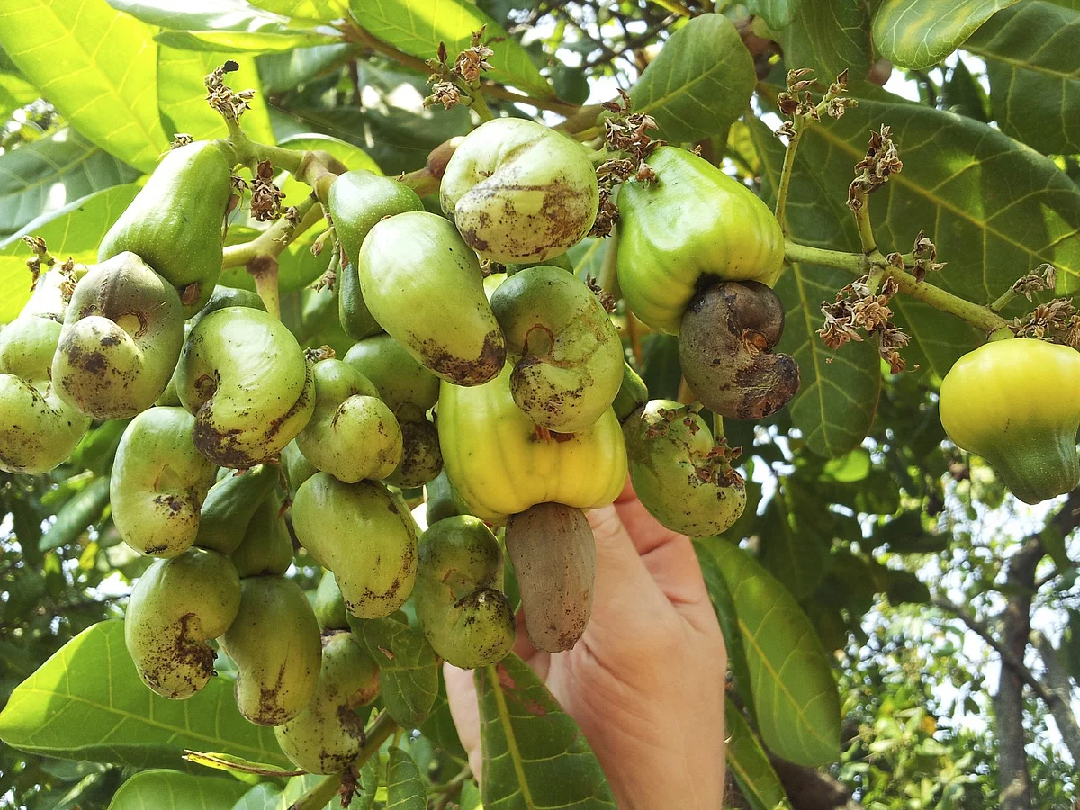 Low price for raw cashew: GAKUVED Federation seeks chief minister's intervention