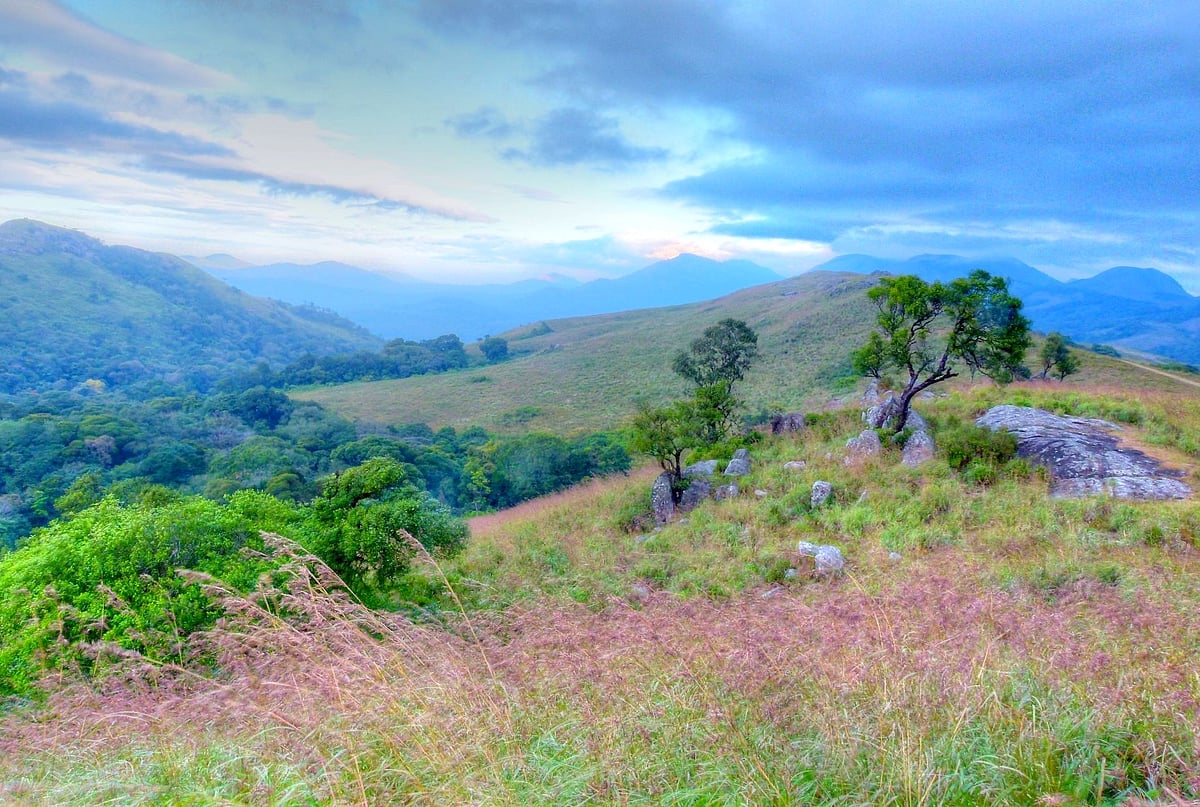 International Day of Forests 2022 Can you guess the 4 categories of