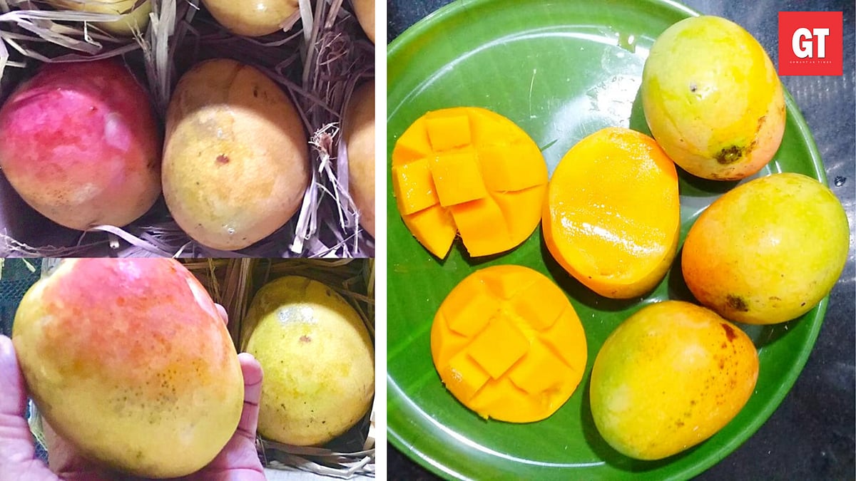 Apart from the famous ‘Mankurad’, do you know the other mango varieties