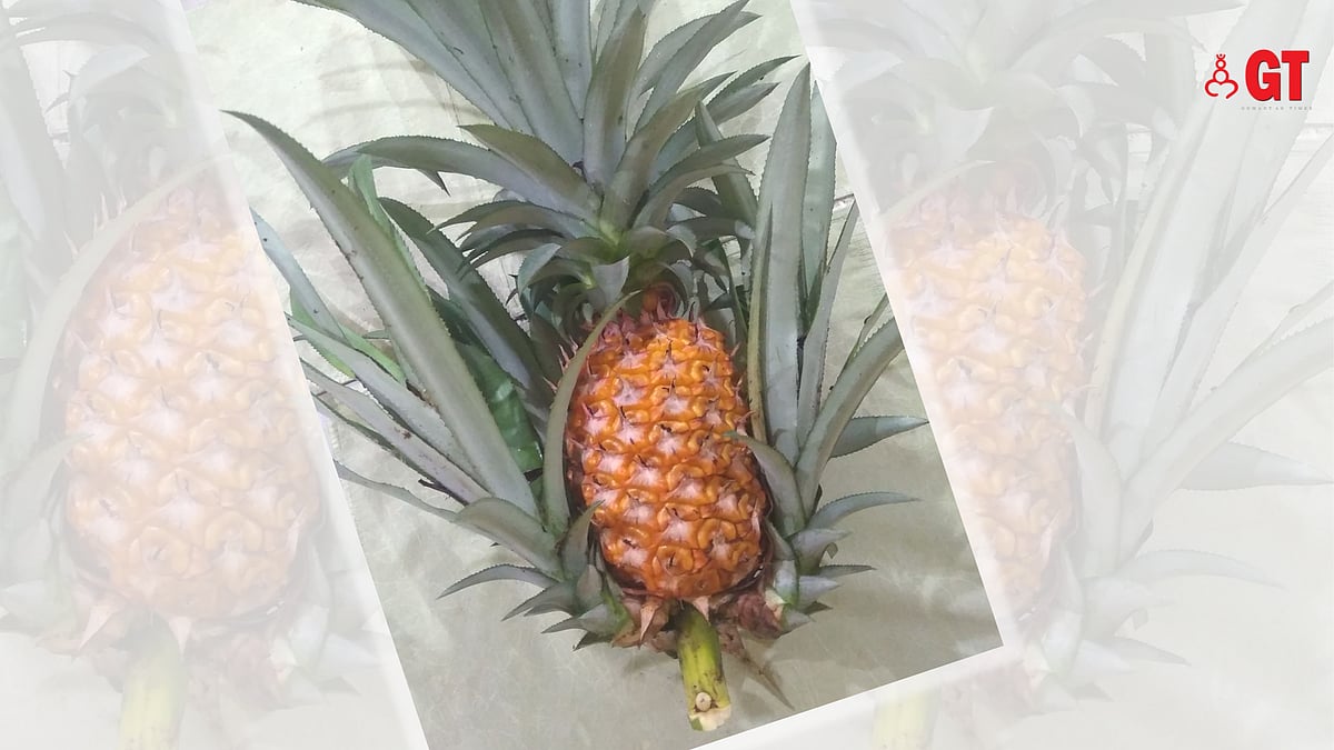 It’s pineapple season in Goa, so here’s a little pineapple trick
